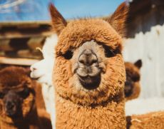 If you're having a bad day... here´s a smiling alpaca