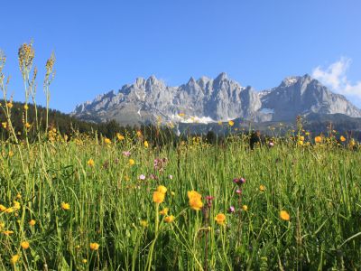 Almabtrieb in den Kitzbüheler Alpen