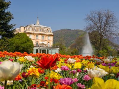 Kamelienblüte am Lago Maggiore