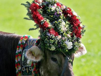 Almabtrieb in den Kitzbüheler Alpen