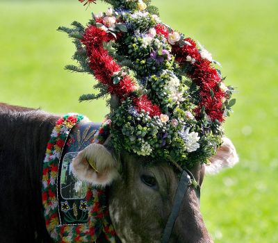 Almabtrieb in den Kitzbüheler Alpen