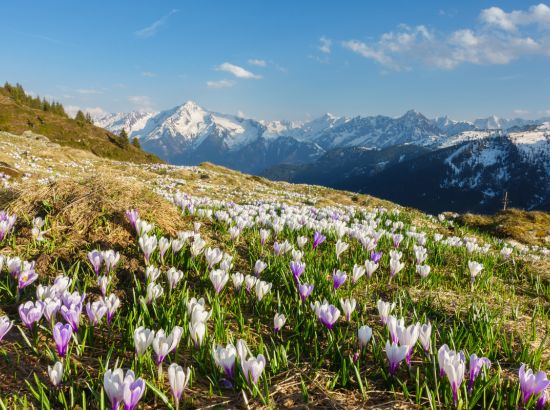 Sommerurlaub im Zillertal