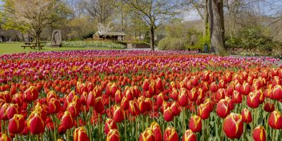 HOLLAND IM FRÜHLING