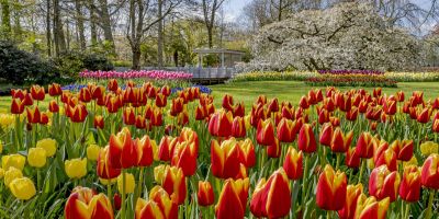 HOLLAND IM FRÜHLING