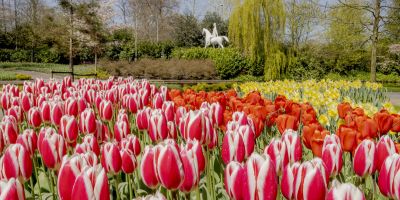 HOLLAND IM FRÜHLING