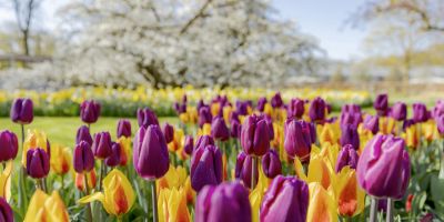 HOLLAND IM FRÜHLING