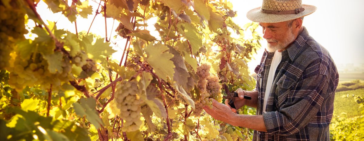 Weinlese an der deutschen Weinstraße