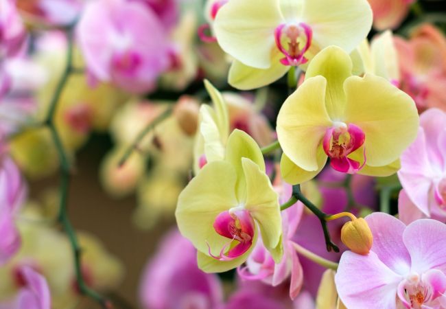 Orchideen-Cafe in Birkenau