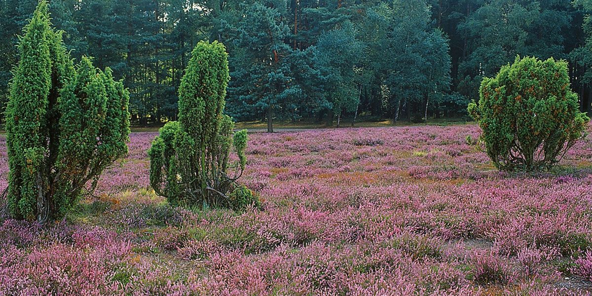 Lüneburger Heide - Wenn die Heide blüht - WARTELISTE