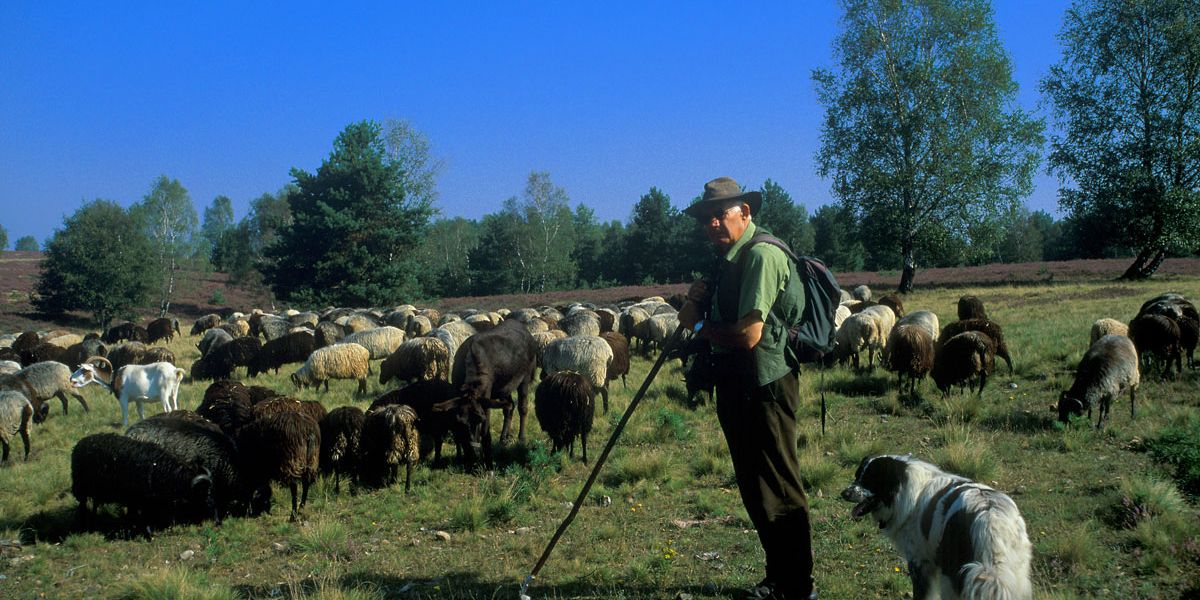 Lüneburger Heide - Wenn die Heide blüht - WARTELISTE