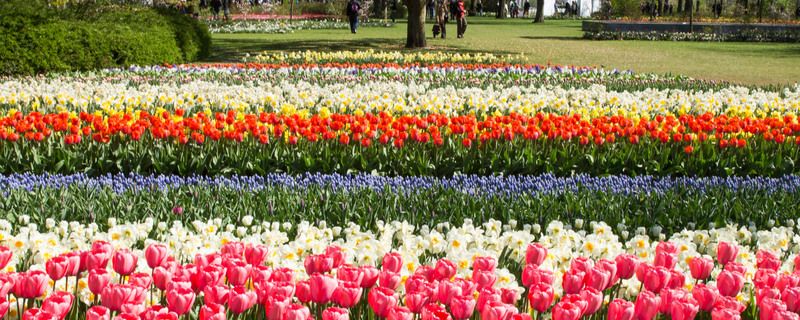 Blütenreiche Niederlande mit Keukenhof & Amsterdam