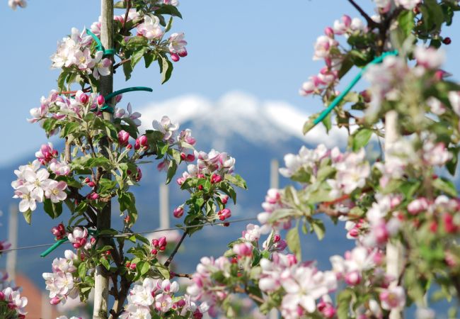 Zur Apfelblüte nach Südtirol