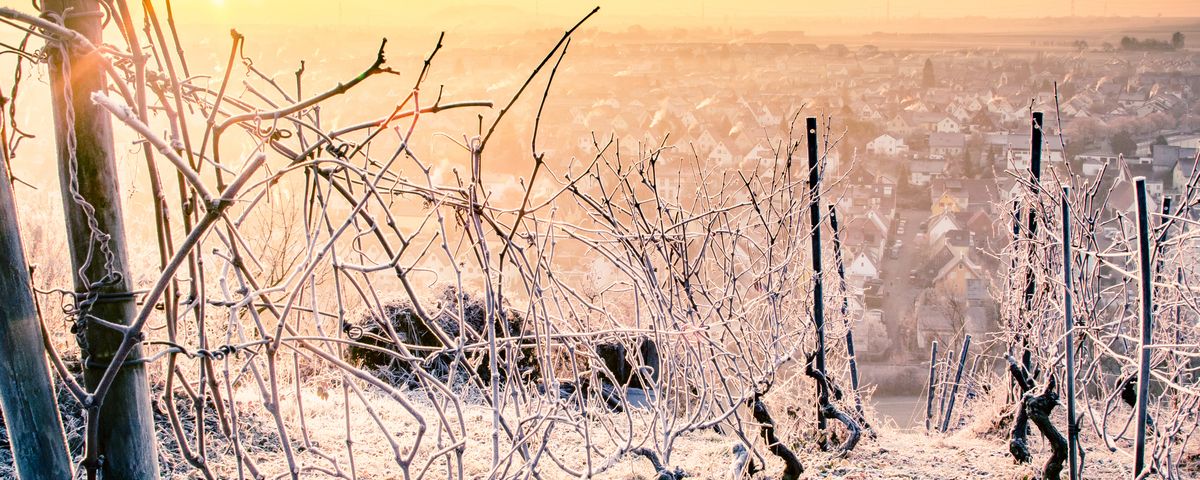 Winterliche Rotweinwanderung in Freinsheim / Pfalz