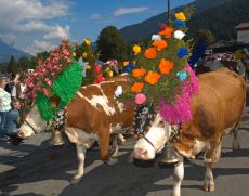 Almabtrieb am Wilden Kaiser