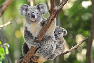 Koala Bär mit seinem Baby