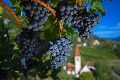 Weintrauben im Meraner Land