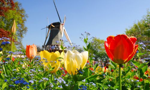 Tulpen vor einer Windmühle