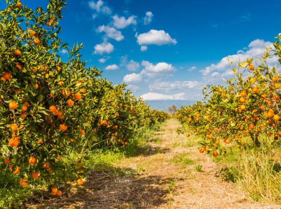 Sizilien zur Orangenernte