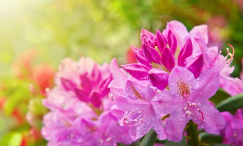 Schöner pinker Rhododendron