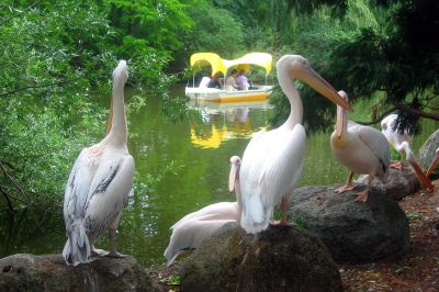 Luisenpark Mannheim - Pelikane 