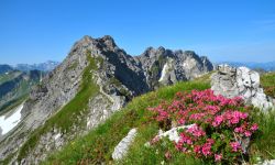 Alpenrosenblühte in Südtirol