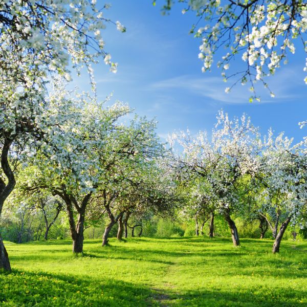 Steiermark zur Apfelblüte