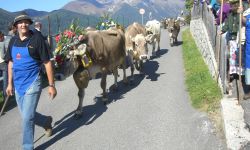 Auf zum Almabtrieb in Südtirol