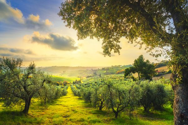 Olivenplantage in der Toskana