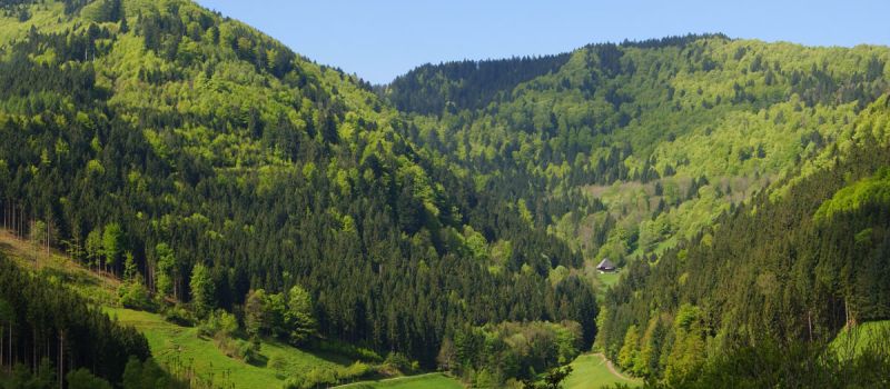 Der Schwarzwald -storniert-