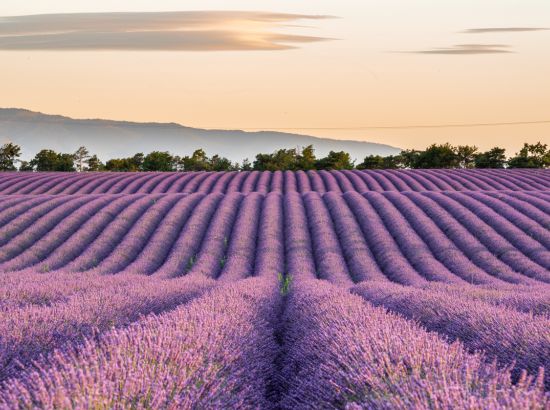 Lavendelblüte in der Provence