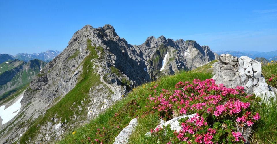 Alpenrosenblühte in Südtirol