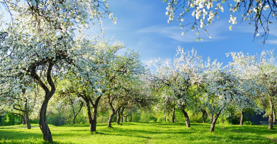 Steiermark zur Apfelblüte