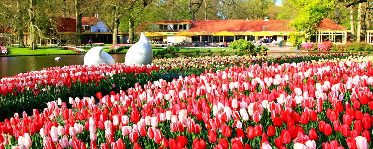 Blütenreiche Niederlande mit Keukenhof & Amsterdam