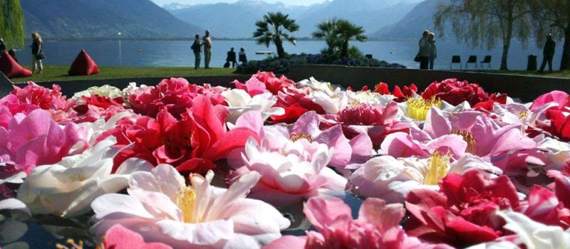 Kamelienblüte am Lago Maggiore