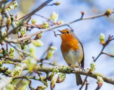 Rotkehlchen im Frühling