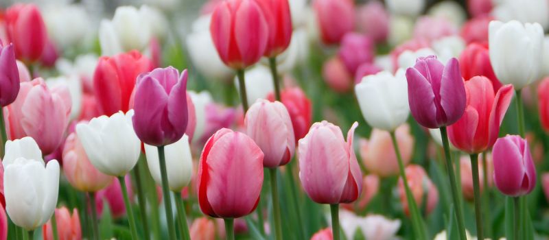 Dänemarks größtes Tulpenfestival auf Schloss Gavnø
