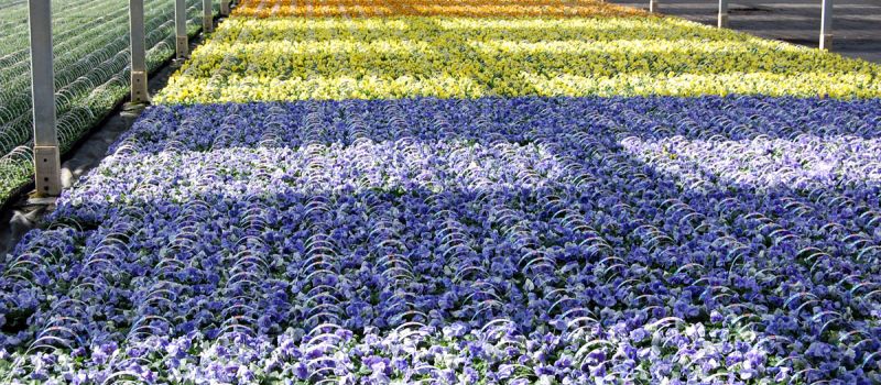 Tagesfahrt Ems Flower-Emsbüren - größtes Gartencenter