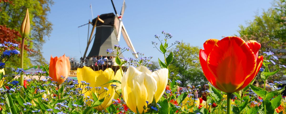 Blütenreiche Niederlande - mit Keukenhof & Floriade