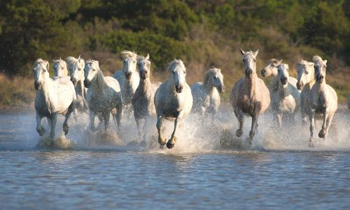 Weiße Pferde der Camargue 