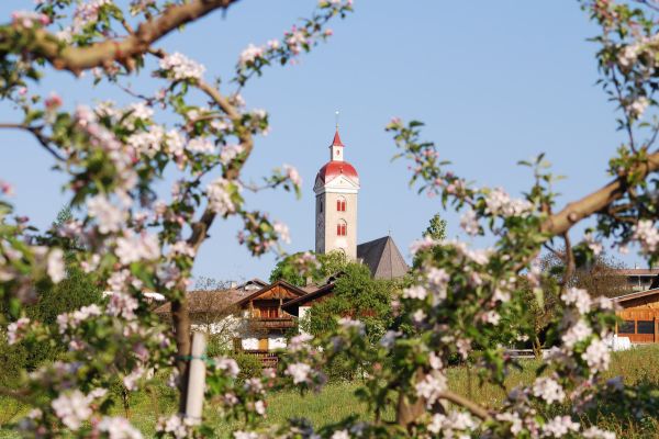 Apfelblüten in Natz-Schabs 