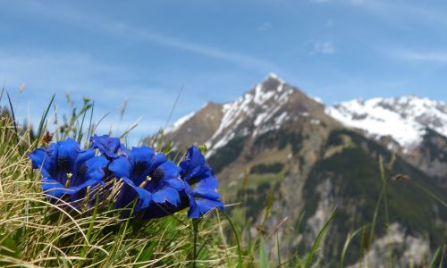 Enzian - Blumen der Alpen