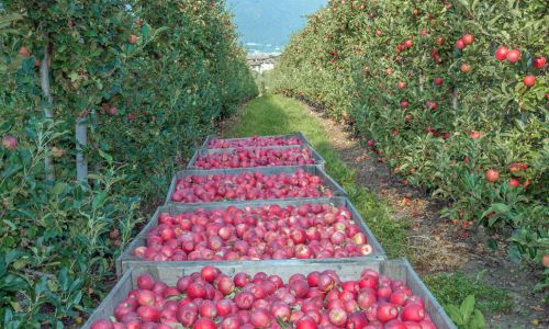 Apfelernte in Südtirol