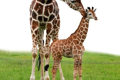 Jaderpark - Giraffe mit Jungtier 