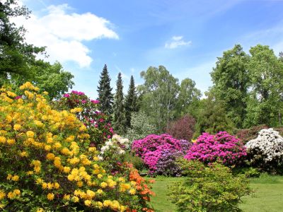 Rhododendronblüte  in Bayerns schönsten Schlosspark Dennenlohe