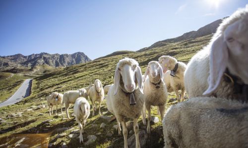 Schafe auf dem Timmelsjoch
