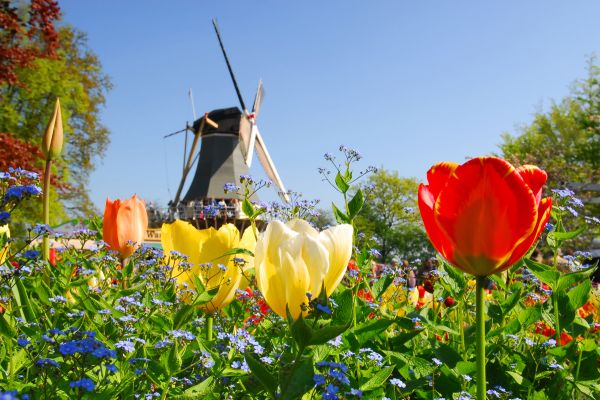 Tulpen vor einer Windmühle