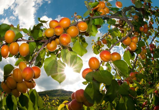 Alles Marille – die süße Frucht der Wachau