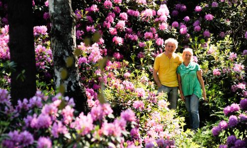 Rhododendronblüte im Ammerland 