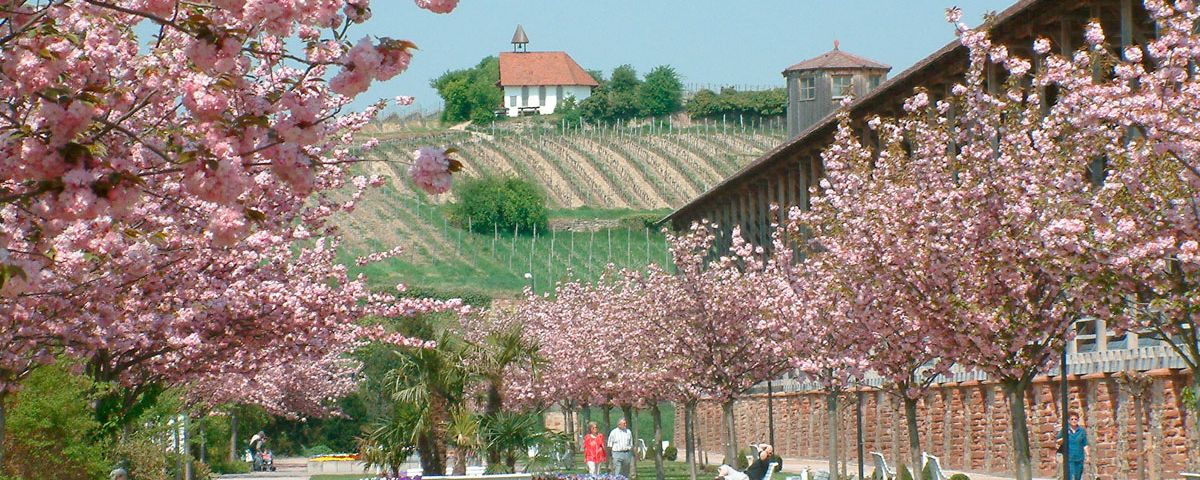 Romantisches Heidelberg und Pfälzer Mandelblüte