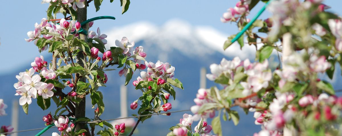 Zur Apfelblüte nach Südtirol